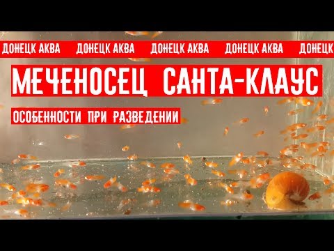 Видео: Как да назовем месарница