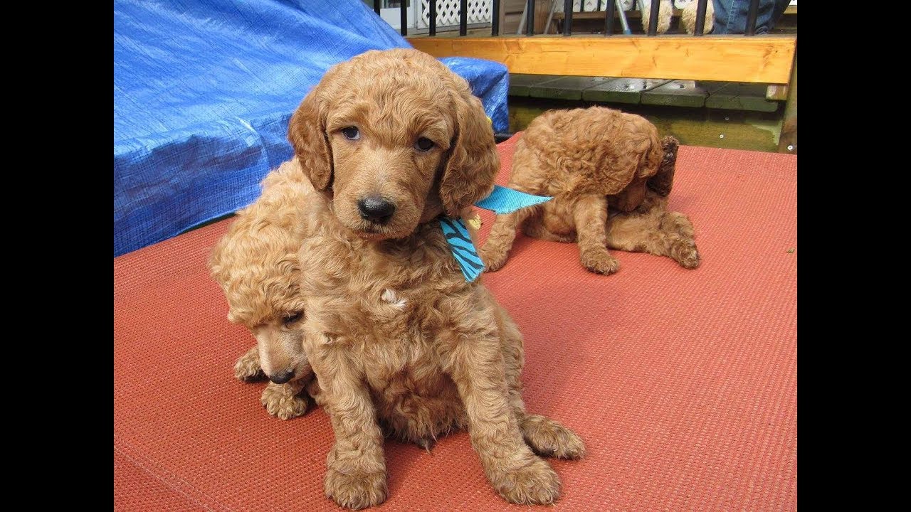 Red, apricot and cream standard poodle puppies YouTube