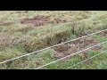 Ouf, la clôture électrique semble efficace pour protéger le potager des sangliers !