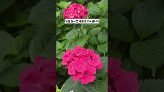 오늘 _ 실시간 부산 태종대 수국#부산태종대 #태종대수국 #수국축제 #수국명소 #여름여행
