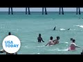 Ajkula došla do plićaka, kupači bježali u panici (VIDEO)