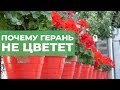 Почему герань не цветет. Как заставить цвести пеларгонию