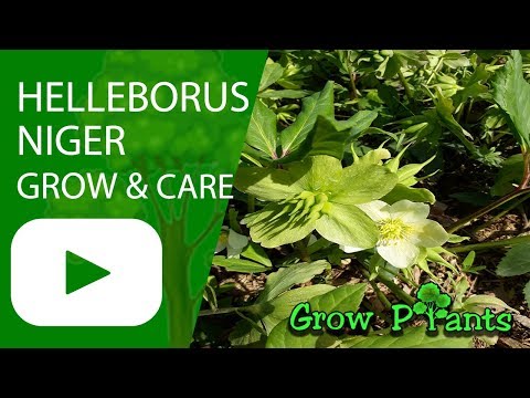 Helleborus niger - grow and care