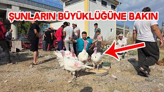 Osmaniye Tavuk Pazarını Devler Basmış