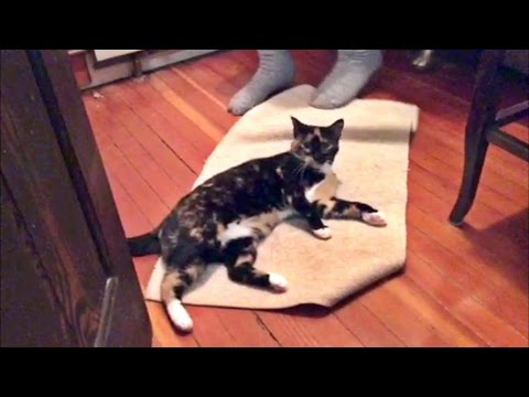cute cats for sale She Flops, She Purrs, She's Cupcake The Adorable Cat!