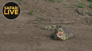 safariLIVE - Sunrise Safari - September 13, 2018