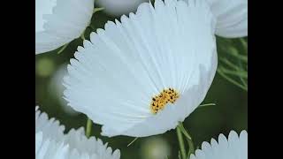 Download Lagu In God We Trust (Covid 19) Lifebreakthrough (Lyrics) MP3