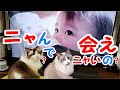 会えなくなった女の子をいつまでも忘れない猫達 コハク君ハウル君 Ragdoll Cat Kohaku&Howl
