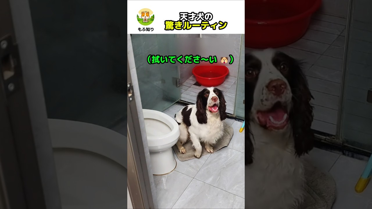 【 散歩から帰ってきた天才犬驚きルーティン】