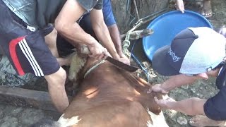 Saat Sembelih Hewan Kurban Sapi Dan Kambing