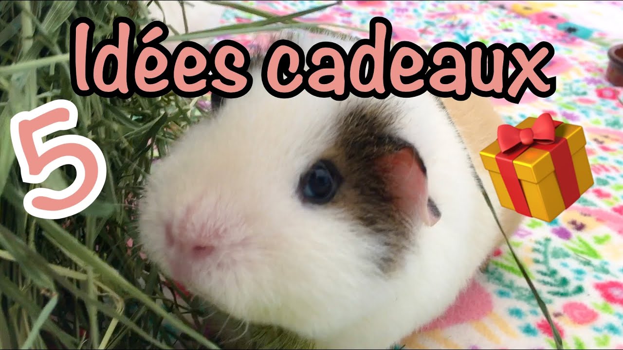 5 idées cadeaux pour vos cochons d'inde