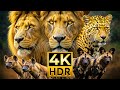 Unmatched 4K HDR Brilliance – Dolby Vision &amp; 60FPS for Breathtaking Visuals