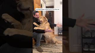 Download Lagu I’m never leaving you again, Gary. Ever.☺️ #goldenretriever #mansbestfriend #homesweethome MP3