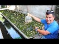 HOW TO PRODUCE 1000 BABY GUPPIES every week