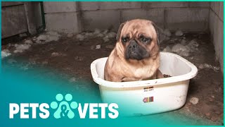 The Dark Side Of Dog Breeding | The Dog Rescuers | Pets \& Vets