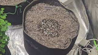 Grow weed easy!! Grow UPDATE. Been a journey so far...... 🪴 🪴 🪴