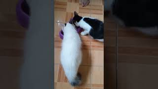 Slank Makan Ga Makan Asal Kumpul Sahrudin Channel 14