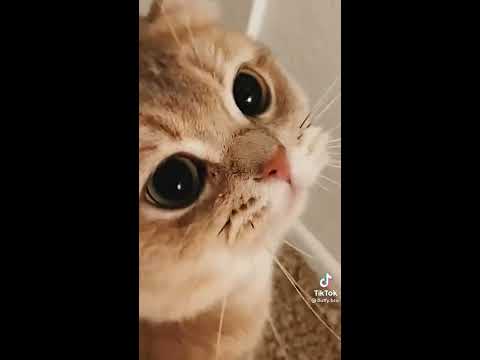 Мяуканье котят - YouTube