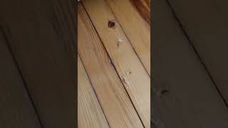 Si̇rke İle Tahta Kurduağaç Kurdu Nasil Yakalanir?