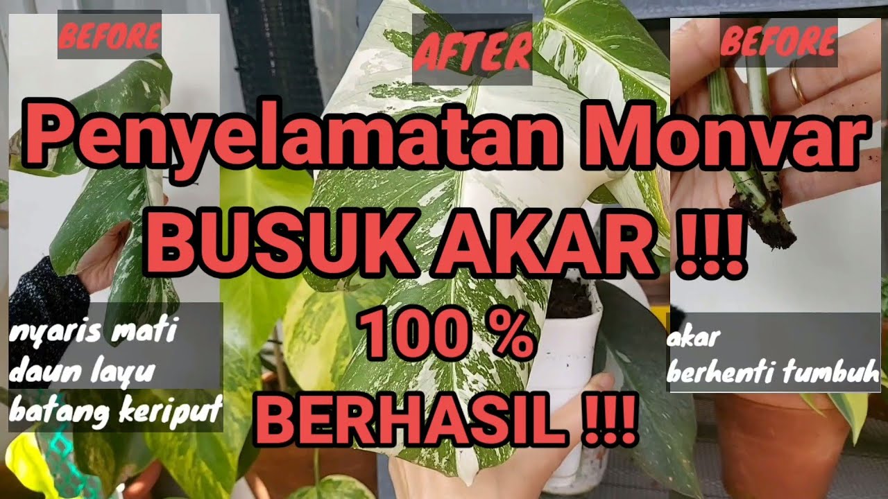 Cara Penyelamatan Monvar Busuk Akar | Review Formulex dan Green Fuse