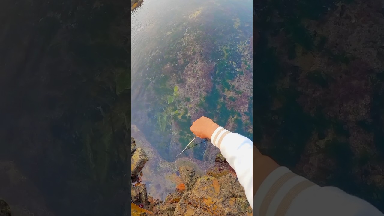 An exciting adventure to search for and catch octopus among the sea waves  