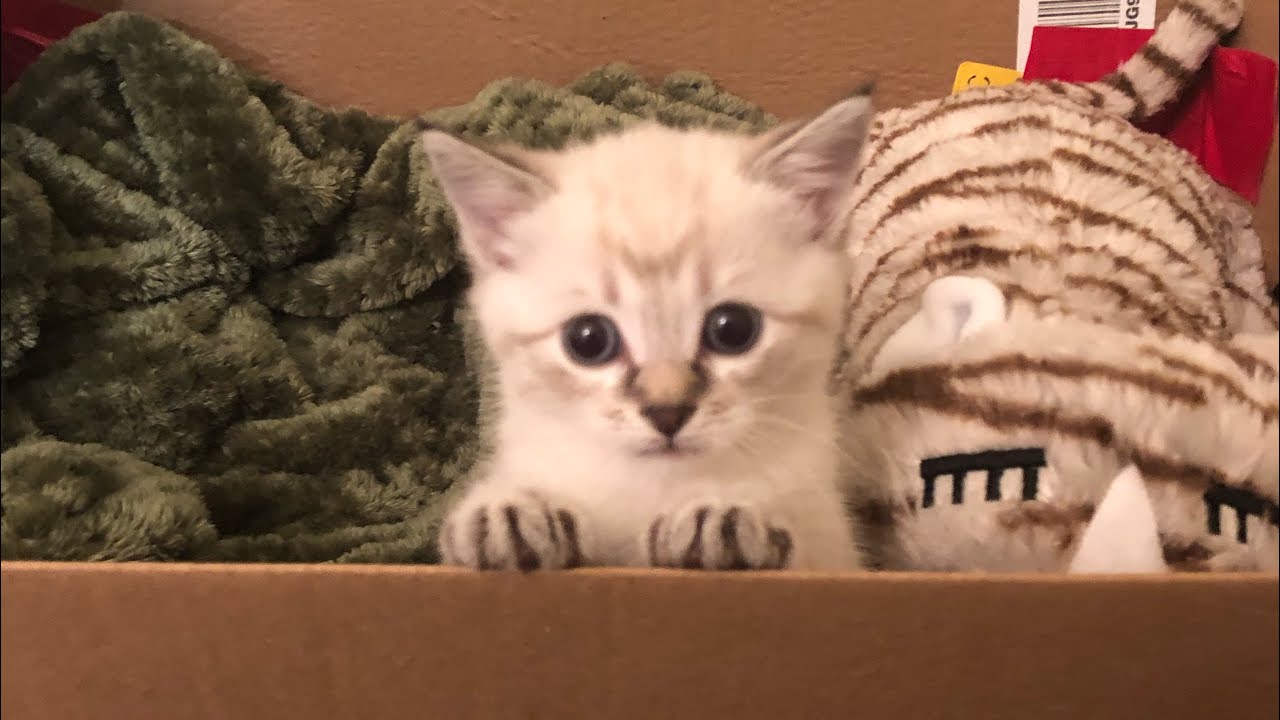 Adorable Kittens Playing! YouTube