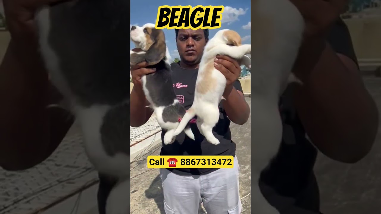 🐶 Beagle Puppies for Sale in Bangalore 🏡 | Pure Breed Beagle Available Now | Call 8867313472