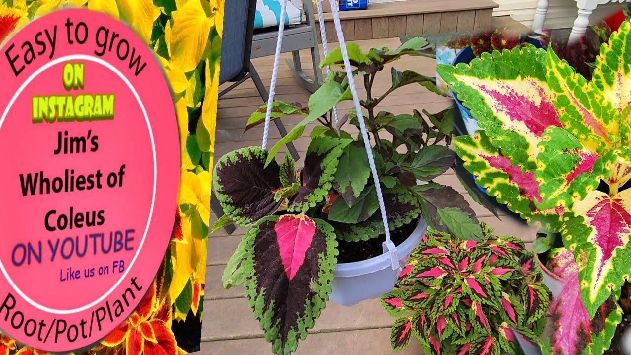 How to make Wonderful Coleus Hanging Baskets!!! YouTube