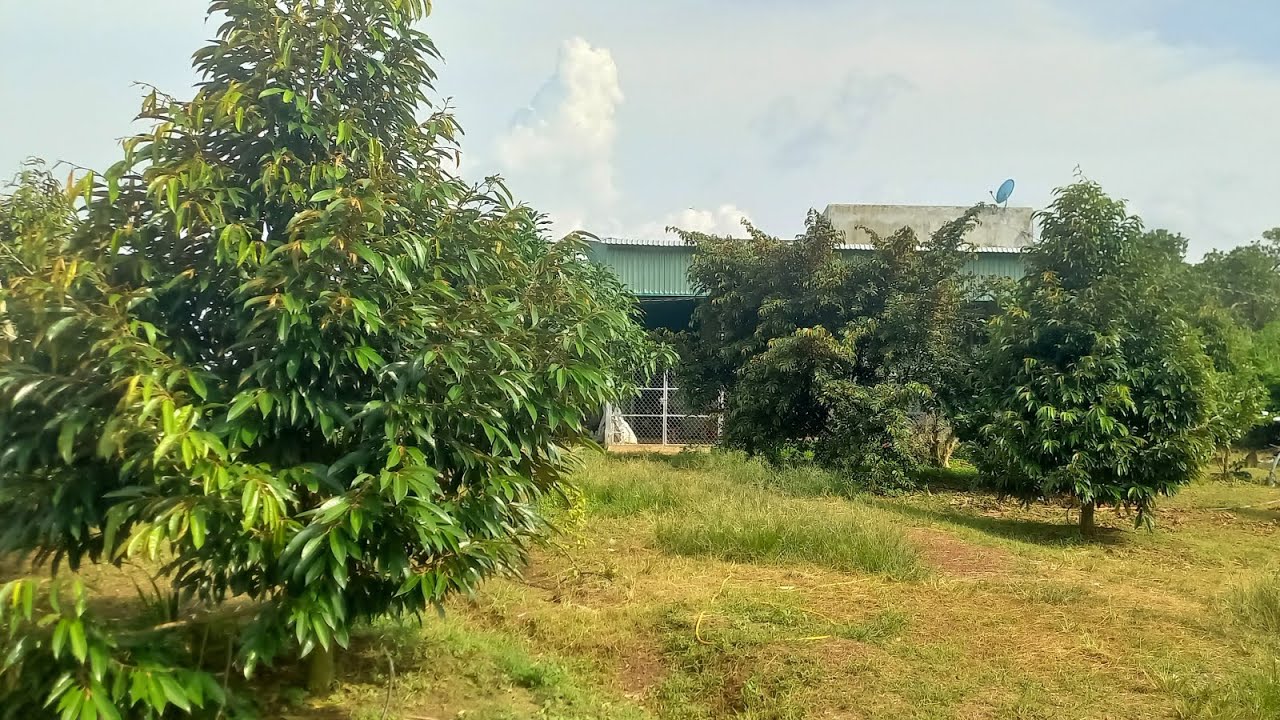 Vườn sầu riêng Thái 130 cây kèm nhà đẹp tặng nội thất, Vieu sông lớn, =S 10740,2m2,giá 2ty990tr,bs