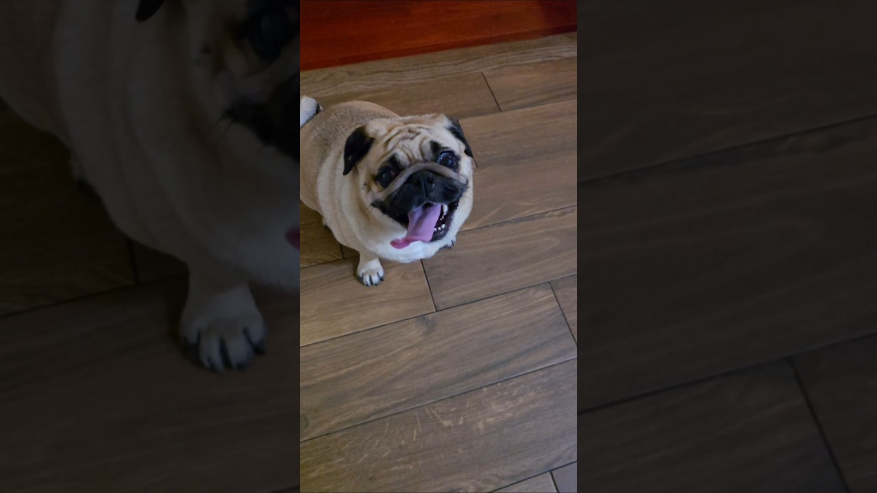 “When Night Falls, Adventure Begins 🌙🐾 Chase & Chico Style” 