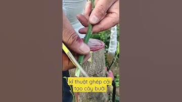 Hướng dẫn ghép cải tạo cây bưởi cũ