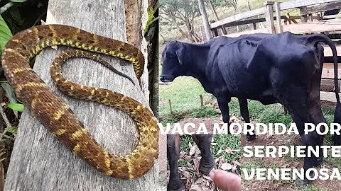 ¿Son inmunes las vacas a las mordeduras de serpiente de cascabel?