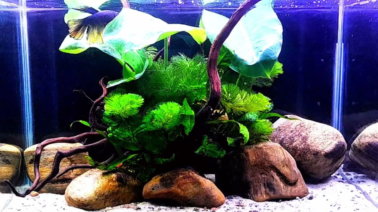 Relaxing Aquascape with Betta Fish | 1 Hour Piano Music & Aquarium Ambience