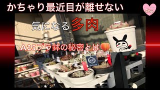 【多肉植物・ガーデニング】かちゃり最近目が離せない気になる多肉〜A25プラ鉢の秘密とは