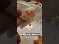 The Marinara Monster