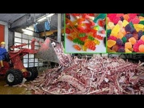 فيديو صادم لايصدق يكشف لأول مرة عن طريقة تصنيع حلوى الجيلاتين الشهيرة