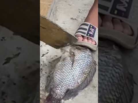 V1e00fgi0000d1ltsq7og65l94rbjt1g