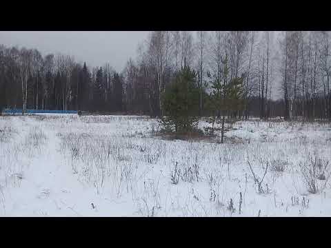 Дрессировка сокола .прилет на руку.