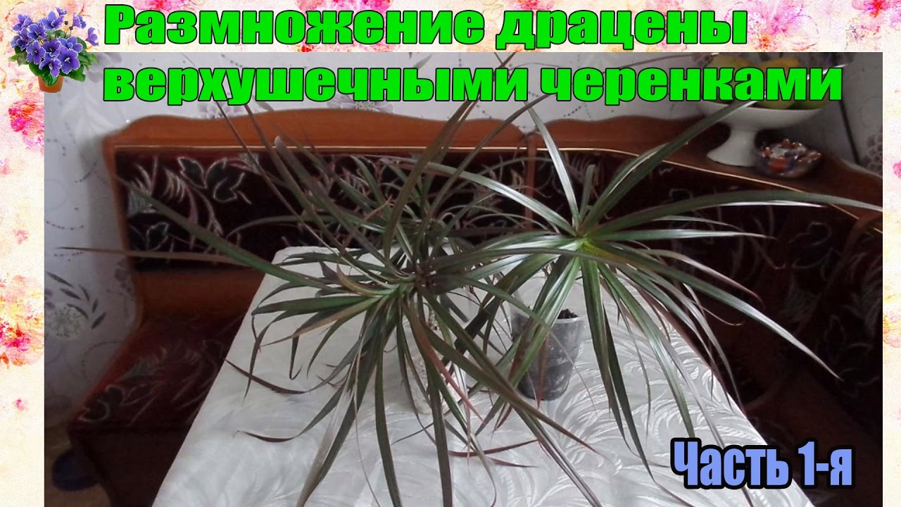 Драцена размножение условиях черенками. Драцена размножение черенками. Комнатные растения Драцена размножение. Драцена окаймлённая размножение. Драцена размножение в домашних.