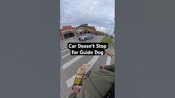 Guide Dog Prevents Handler from Walking in Front of Car! #guidedog #guidedogs #dog #dogs #labrador