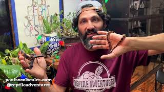 Famous Bismarck Ringed Python | Rare & Beautiful - Episode 37 Wealth