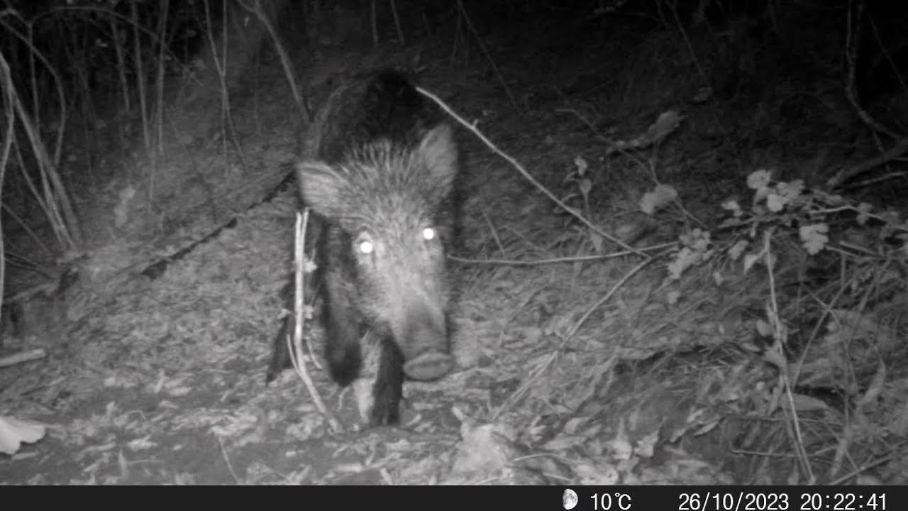 Wildboar Forever Forest Rain