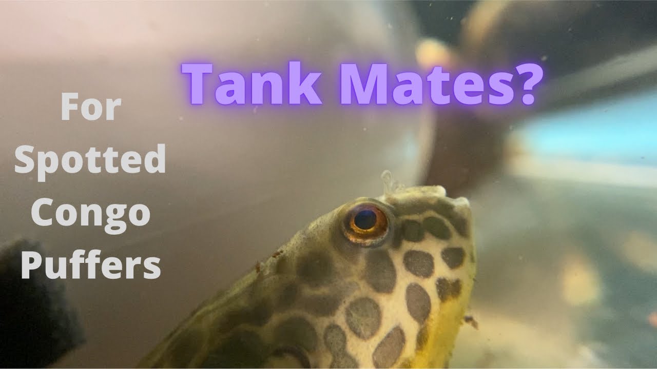 Tank Mates For Spotted Congo Puffers