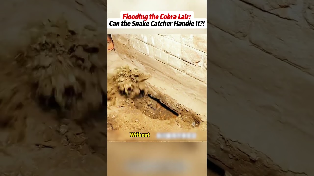 Flooding the Cobra Lair: Can the Snake Catcher Handle It?! 