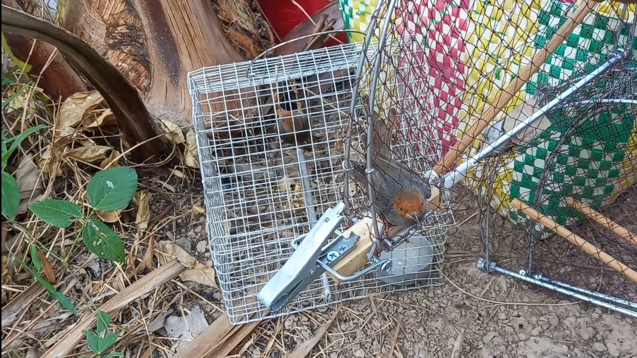 Bẫy Kẹp Chim Sâu Đầu Đỏ Đơn Giản Hiệu Quả Minh Ngọc 0786 952072