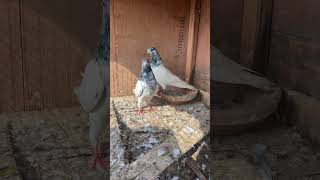 High Quality Sialkoti Birds  9797324215 #borderwalekabootar #pigeon #kabootar #highflyingpigeons