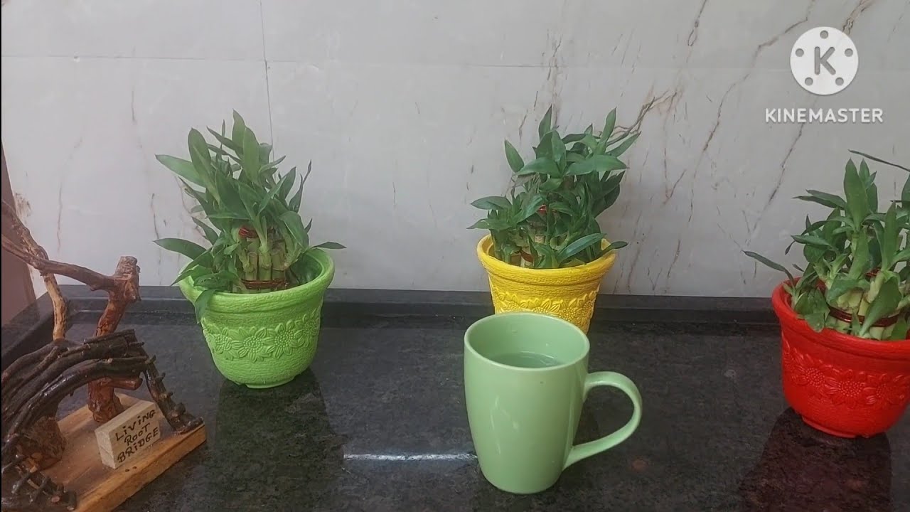  Morning Drink  / Garlic  water /Benifits  fungal Infection. Heart , Immunity / Rajani Sharma Madan 