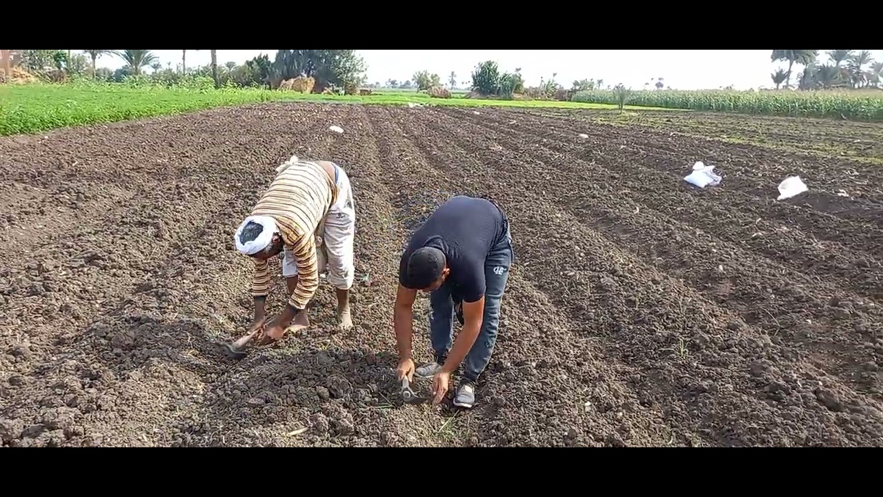 زراعة محصول القمح بالنقرة علي مصاطب