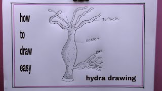 how to draw hydra easy/hydra drawing