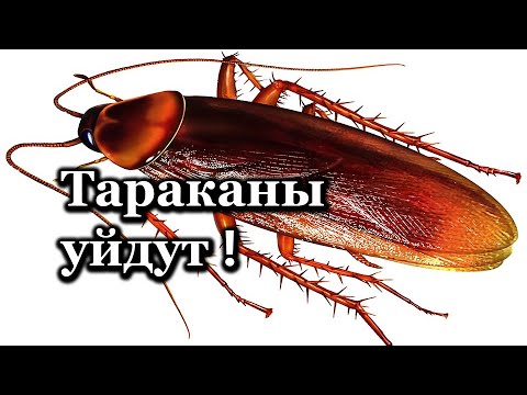 Как избавиться от тараканов навеки ! Мощное средство от тараканов !